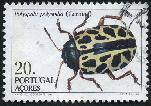 Acores - 1985 - Insectos Polyspilla polyspilla - 20Esc