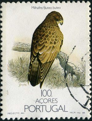 Acores - 1988 - Aves dos Acores Milhafre - 100Esc