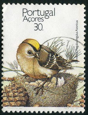 Acores - 1989 - Aves dos Acores Estrelinha - 30Esc
