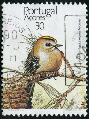 Acores - 1989 - Aves dos Acores Estrelinha - 30Esc