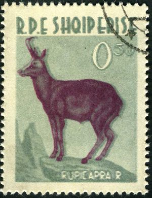 Albania - 1962 - Fauna - Camurca - 0.50L