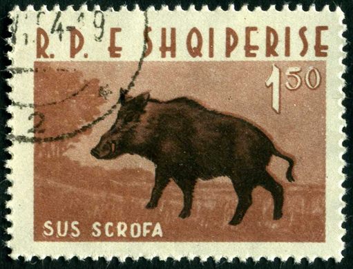 Albania - 1962 - Fauna - Javali - 1.50L