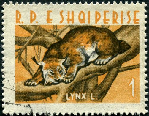 Albania - 1962 - Fauna - Lince - 1L