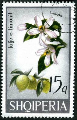 Albania - 1965 - Flora Frutos - Laranja - 10L