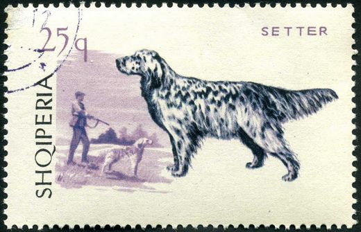 Albania - 1966 - Caes de Caca - Setter - 25Q