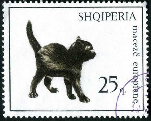 Albania - 1966 - Gatos - Mace europiane - 25Q