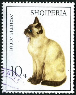 Albania - 1966 - Gatos - Mace siameze - 10Q