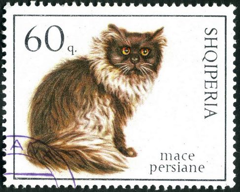 Albania - 1966 - Gatos - Mace persiane - 60Q