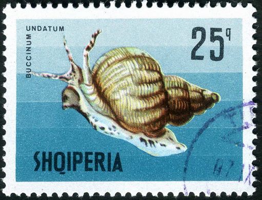 Albania - 1968 - Vida Marinha - Buccinum undatum - 25Q