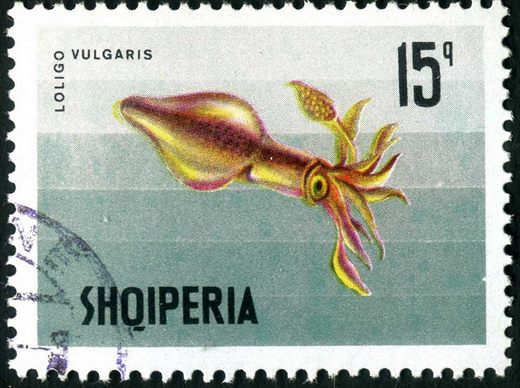 Albania - 1968 - Vida Marinha - Loligo vulgaris - 15Q