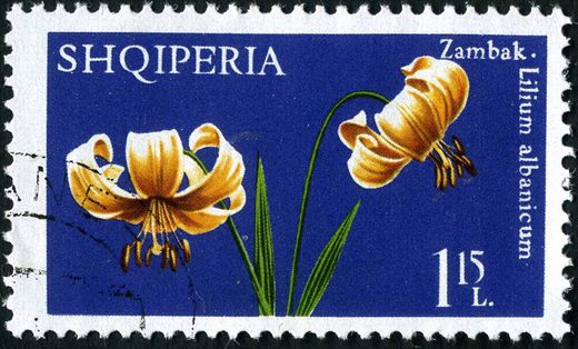 Albania - 1970 - Flora Lirios - Lilium Martagon - 80Q