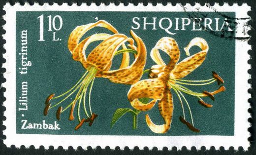 Albania - 1970 - Flora Lirios - Lilium Albanicum - 1.15L