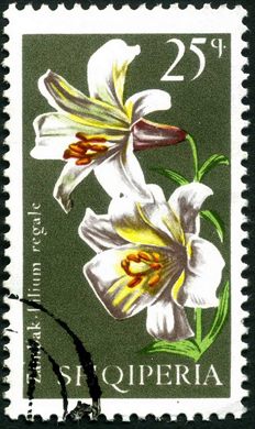 Albania - 1970 - Flora Lirios - Lilium Candidum - 5Q