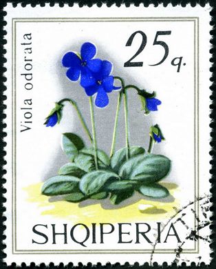 Albania - 1970 - Flora Lirios - Lilium Regale - 25Q