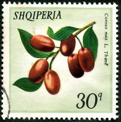 Albania - 1971 - Flora Flores Silvestres - Cichorium Intybus Kore - 5Q