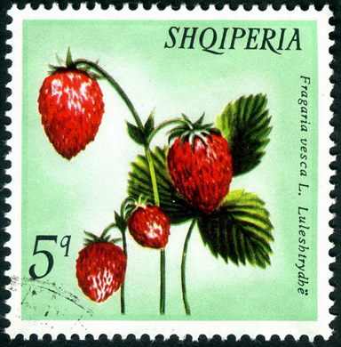 Albania - 1972 - Flora Frutos da Floresta - Cornus Mas Thane - 30Q