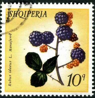 Albania - 1972 - Flora Frutos da Floresta - Fragaria Vesca Luleshtrydhe - 5Q