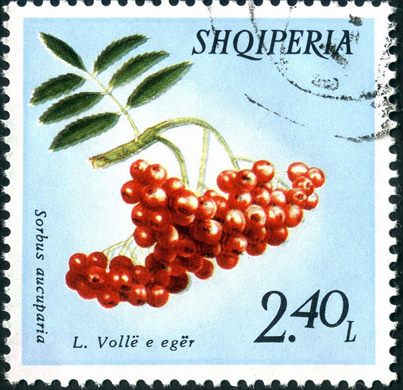 Albania - 1972 - Flora Frutos da Floresta - Rubus Idaeus Manaferre - 10Q