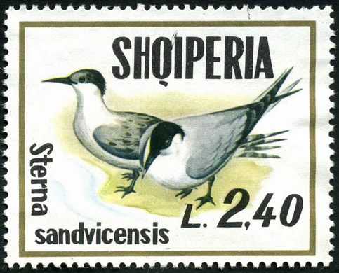 Albania - 1973 - Aves Marinhas - Sterna sandvicensis - 2.40L
