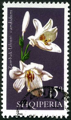 Albania - 1973 - Flora Cactos - Neobesseya Rosiflora - 30Q