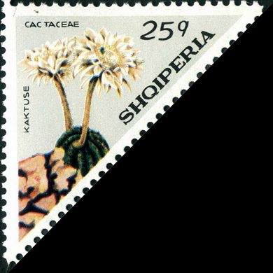 Albania - 1973 - Flora Cactos - Pereskia Vargedsii - 20Q