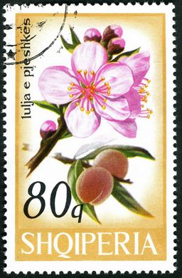 Albania - 1975 - Flora Flores de Arvores Frutiferas - Limoeiro - 15Q
