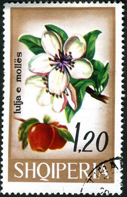 Albania - 1975 - Flora Flores de Arvores Frutiferas - Pessegueiro - 80Q
