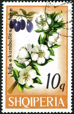 Albania - 1975 - Flora Flores de Arvores Frutiferas - Macieira - 1.20L
