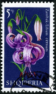 Albania - 1975 - Flora Flores de Arvores Frutiferas - Romeira - 25Q