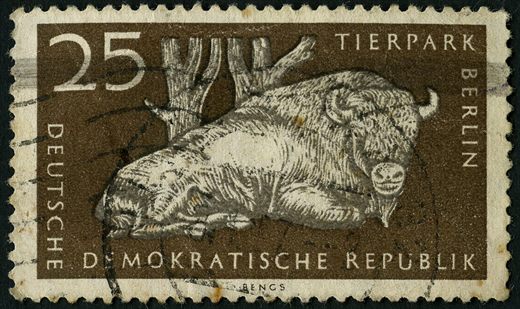 Alemanha Oriental - 1956 - Tierpark Berlim - Bisao Europeu - 25Pf