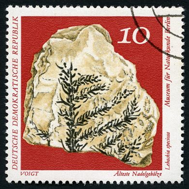 Alemanha Oriental - 1973 - Fosseis Museu Naturkunde - Lebachia speciosa - 10Pf