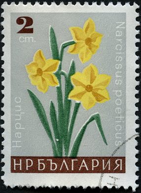 Bulgaria - 1966 - Flora - Narcissus poeticus - 2St