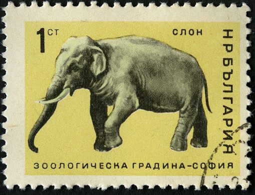Bulgaria - 1968 - Zoo de Sofia - Elefante - 1St