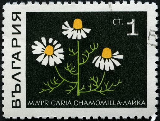Bulgaria - 1969 - Plantas Medicinais - Matricaria chamomilla - 1St