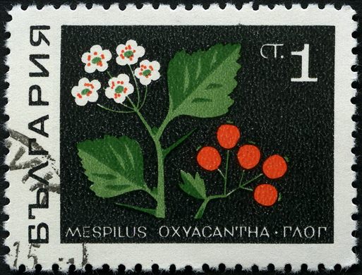 Bulgaria - 1969 - Plantas Medicinais - Mespilus oxyacantha - 1St