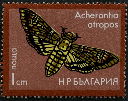 Bulgaria - 1975 - Mariposas - Acherontia atropos - 1St