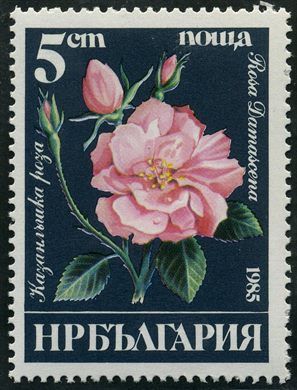 Bulgaria - 1985 - Rosas - Rosa Damascena - 5St