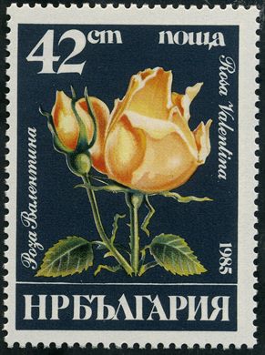 Bulgaria - 1985 - Rosas - Rosa Valentina - 42St