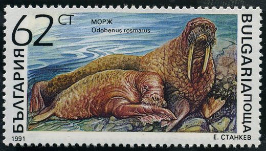 Bulgaria - 1991 - Mamiferos Marinhos - Morsa - 62St