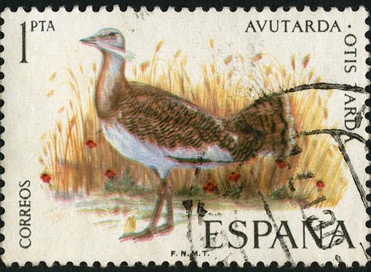 Espanha - 1971 - Fauna Hispanica Avutarda - 1Ptas