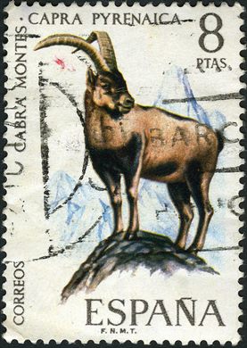 Espanha - 1971 - Fauna Hispanica Cabra Montes - 8Ptas