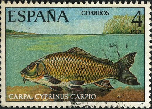 Espanha - 1977 - Fauna Hispanica Carpa - 4Ptas