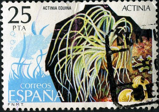 Espanha - 1979 - Fauna Hispanica Actinia Equina - 25Ptas