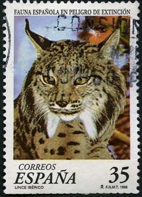 Espanha - 1998 - Fauna em Perigo Lince Iberico - 35Ptas
