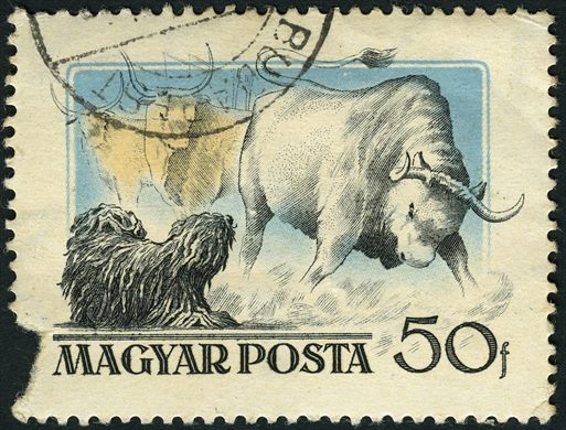 Hungria - 1955 - Fauna - Bufalo e Cao Puli - 50f