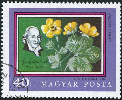 Hungria - 1973 - Flora - Waldsteinia Geoides - 40f