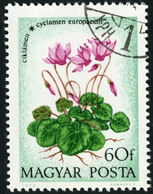 Hungria - 1973 - Flores - Cyclamen Europaeum - 60f