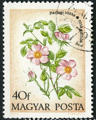 Hungria - 1973 - Flores - Rosa Gallica - 40f