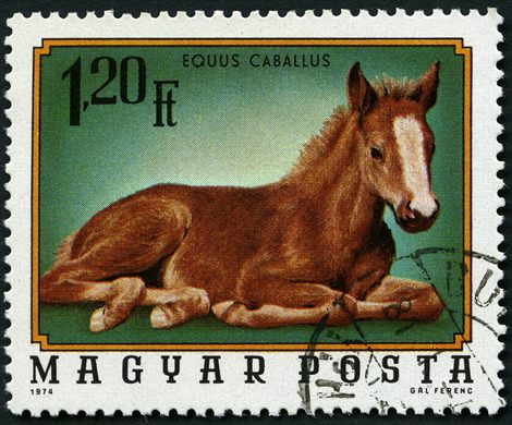 Hungria - 1974 - Fauna - Equus Caballus Potro - 1.20Ft