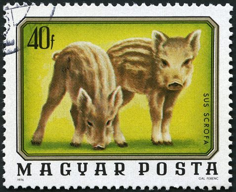 Hungria - 1976 - Fauna - Sus Scrofa Javali - 40f